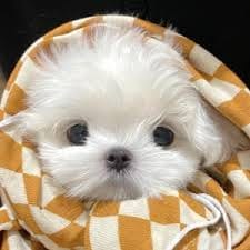 Jessy Mendiola avatar